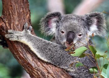 What are some koala charities?