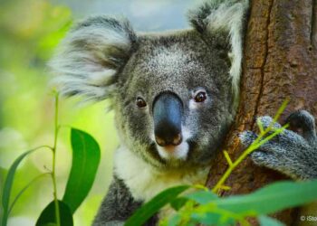 What is the koala Protection Act?