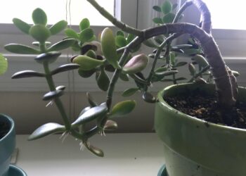 What's the point of plant stands?