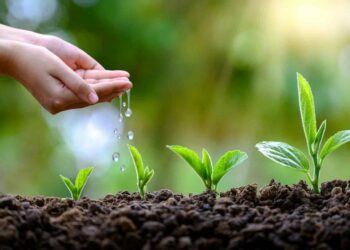 Why do I need a plant stand?