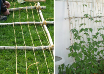 Comment fabriquer un treillis pour plantes grimpantes ?
