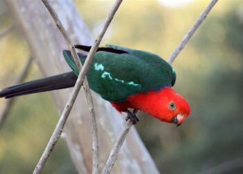 Quels sont les oiseaux rares ?