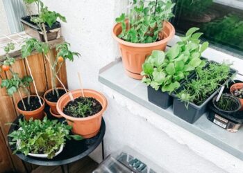 19 meilleurs types d’herbes à cultiver à l’intérieur