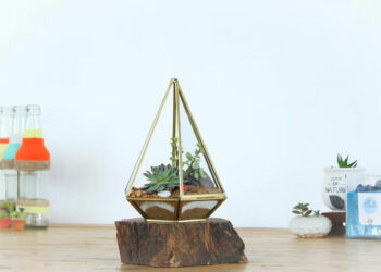 Comment trouver le meilleur terrarium : les conseils les plus utiles