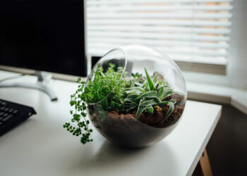 Comment trouver le meilleur terrarium : les conseils les plus utiles