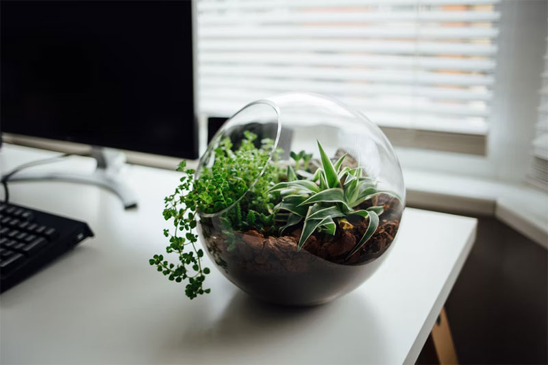 t2-1 Comment trouver le meilleur terrarium : les conseils les plus utiles