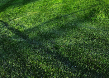 Installer du Gazon Artificiel ? Essayez plutôt le gazon recyclé