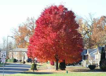 5 façons de gagner de l’argent avec un terrain à Louisville