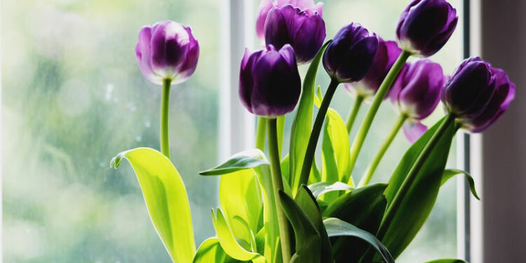 origine sapin de noel Archives - Maison Bonte : Votre Guide & Magazine origine sapin de noel Archives - Maison Bonte : Votre Guide & Magazine