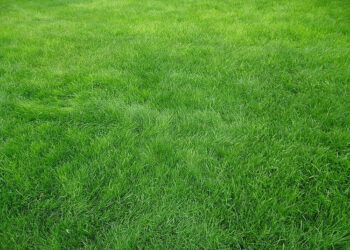 Avantages de Biltright Turf pour votre propriété