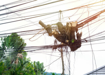 Abattage d’arbres : les choses à faire et à ne pas faire