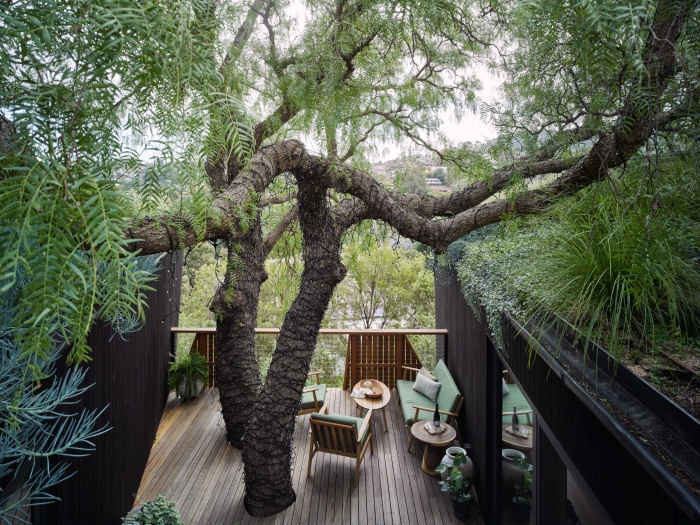 une petite maison passive construite autour d'un arbre 016