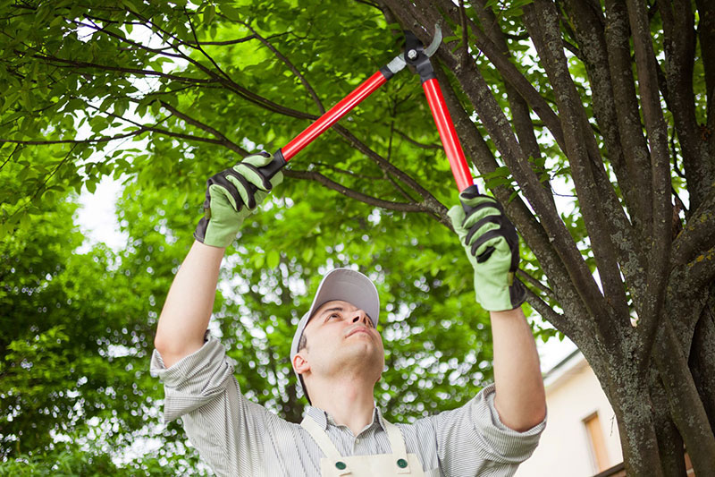 AdobeStock_70492702 Comment garder vos arbres en bon état